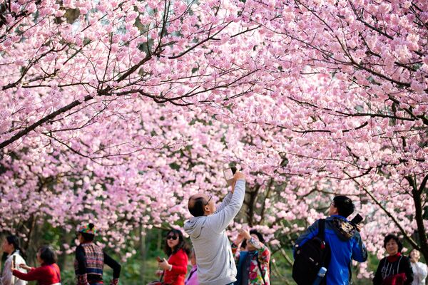 中国南京市で桜の写真を撮る人々 - Sputnik 日本