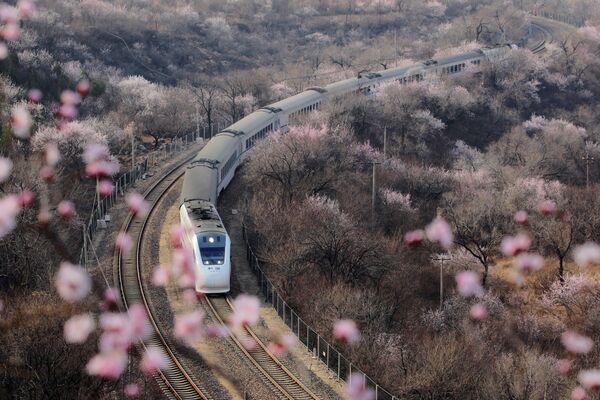 中国北京市の万里の長城近くの桜のそばを通過する高速列車 - Sputnik 日本