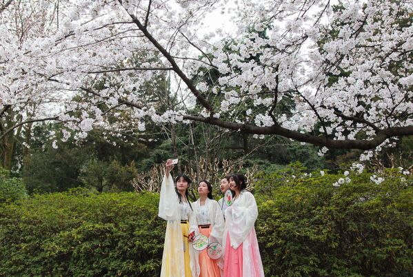 中国南京市の桜の近くでポーズをとる女性 - Sputnik 日本