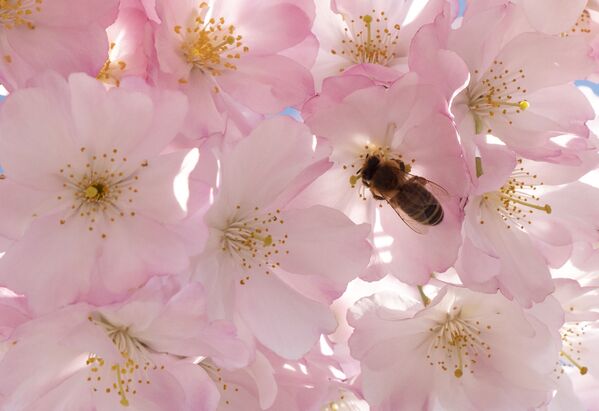 オーストリア・ウィーンの桜にとまる蜂 - Sputnik 日本