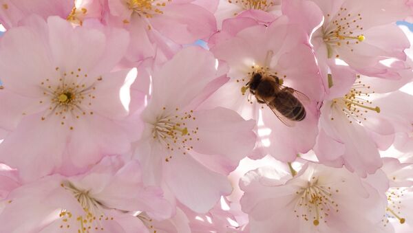 オーストリア・ウィーンの桜にとまる蜂 - Sputnik 日本