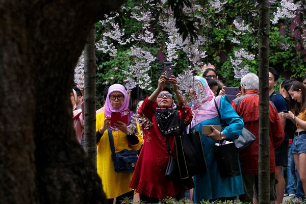 シンガポールの国立公園ガーデンズ・バイ・ザ・ベイで桜の写真を撮る人々 - Sputnik 日本