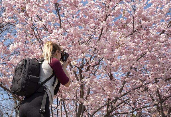 オーストリア・ウィーンで桜の写真を撮る女性 - Sputnik 日本