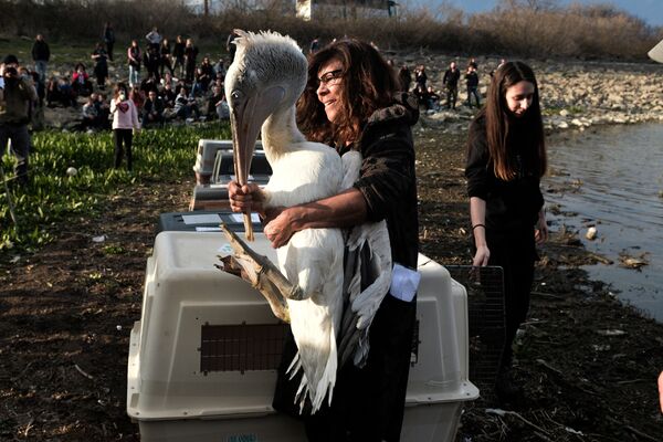 絶滅危惧鳥類を自然環境に放つ際、手に抱えられたニシハイイロペリカン。北ギリシャ  - Sputnik 日本