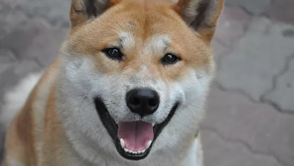 柴犬 - Sputnik 日本