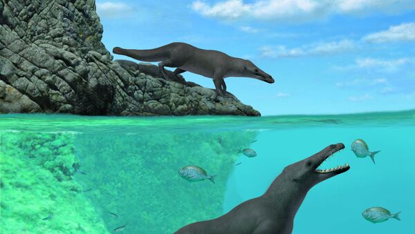 太古の四足クジラの化石、ペルーで発見 - Sputnik 日本