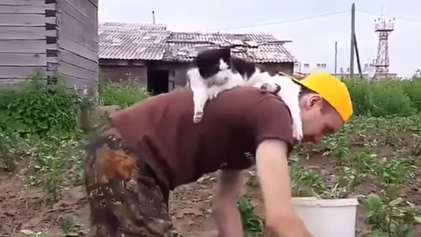 飼い主の「手伝い」　働く男性の背中で猫が休憩 - Sputnik 日本
