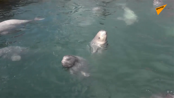 「イルカ監獄」からの動物の解放に関する合意に署名 - Sputnik 日本