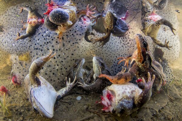 「カエルの足の収穫（Harvesting Frogs’ Legs）」。ベンス・メイト氏撮影 - Sputnik 日本