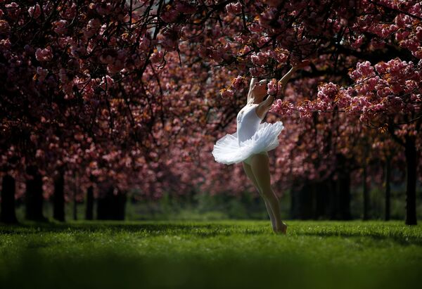 フランスで、咲き誇る桜の下で写真撮影のためポーズをとるバレエダンサー - Sputnik 日本