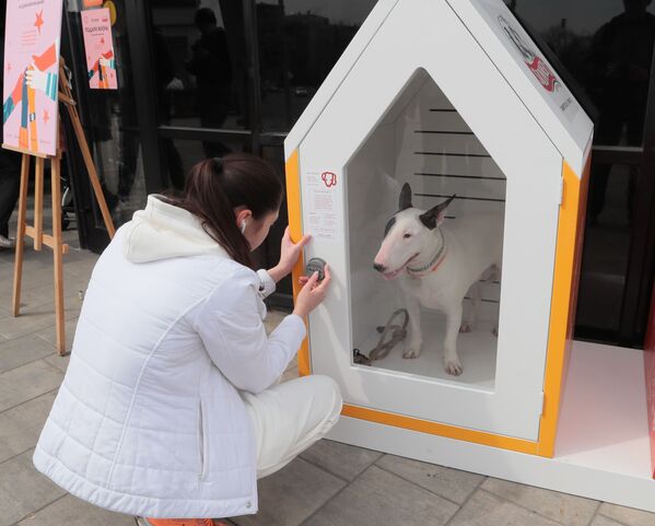 ドッグパーキングで飼い主を待つ犬 - Sputnik 日本