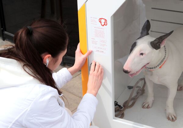ドッグパーキングで飼い主を待つ犬 - Sputnik 日本