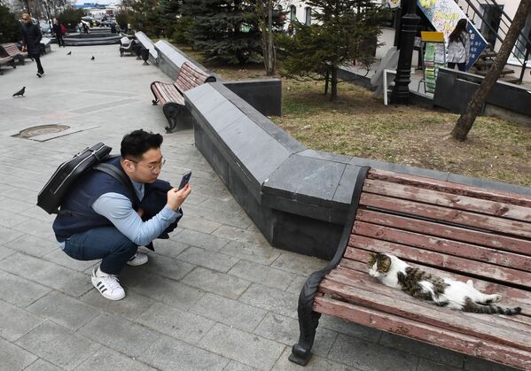 路上で猫の写真を撮る旅行者、ロシアのウラジオストク - Sputnik 日本