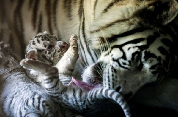 ホワイトタイガーと子どもたち、メキシコの動物園 - Sputnik 日本