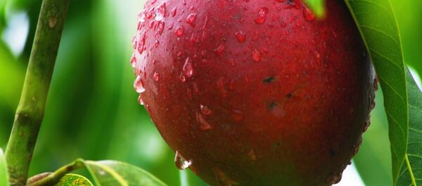 マンゴー - Sputnik 日本