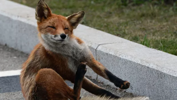 キツネ