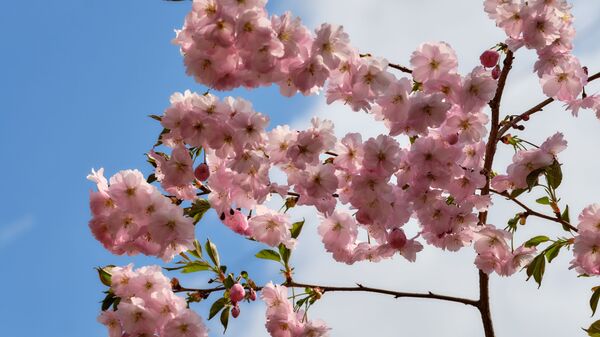首相主催の「桜を見る会」、来年は中止＝菅官房長官 - Sputnik 日本