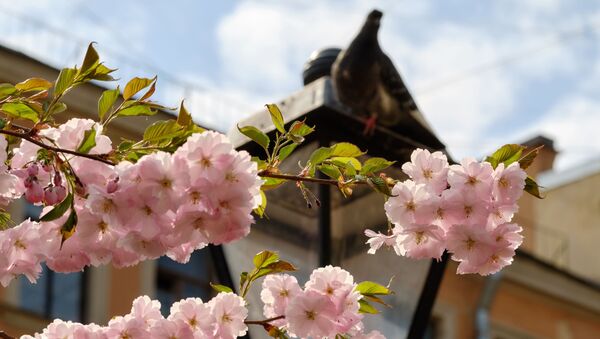 サンクトペテルブルクで開花した桜 - Sputnik 日本