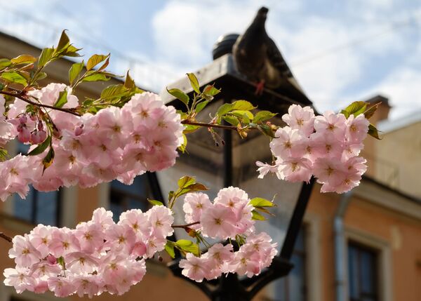 サンクトペテルブルクで開花した桜 - Sputnik 日本