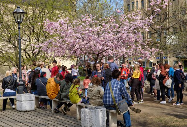 開花した桜とペテルブルクの住民 - Sputnik 日本
