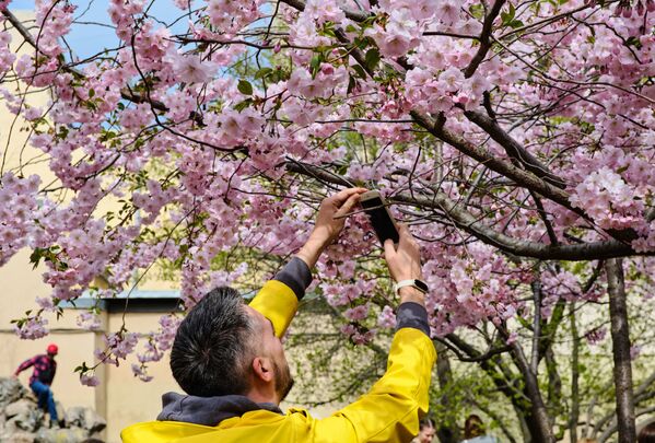 開花した桜を撮影する男性  - Sputnik 日本