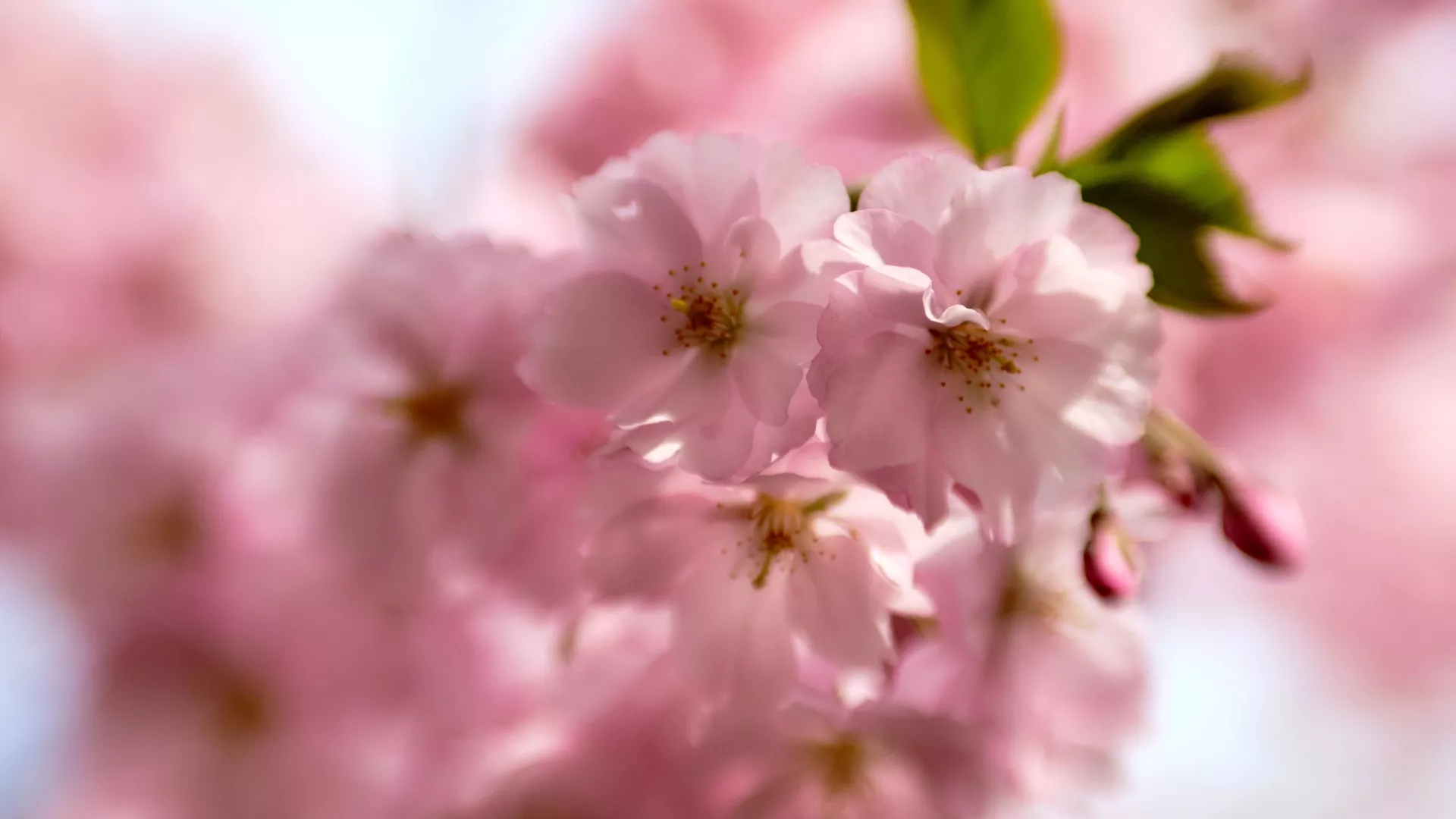サンクトペテルブルクで開花した桜 サンクトペテルブルクで開花した桜 - Sputnik 日本, 1920, 17.03.2022