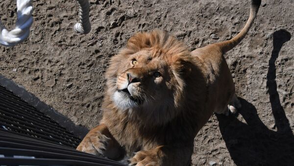 ライオンの綱引き競争　沿海地方のサファリパークで - Sputnik 日本