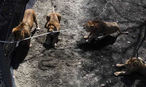 ライオンの綱引き競争　沿海地方のサファリパークで - Sputnik 日本