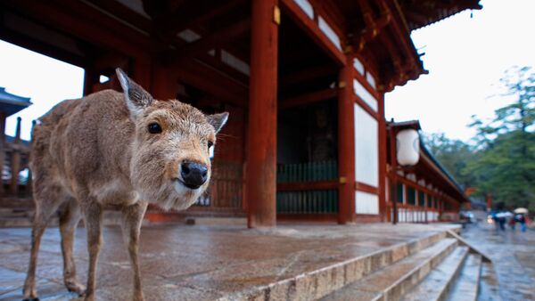 奈良公園　80頭の子ジカが新たに仲間入り - Sputnik 日本