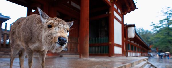 美味なはずのおせんべいに飽きちゃった　奈良の鹿が飽食【写真・動画】 - Sputnik 日本
