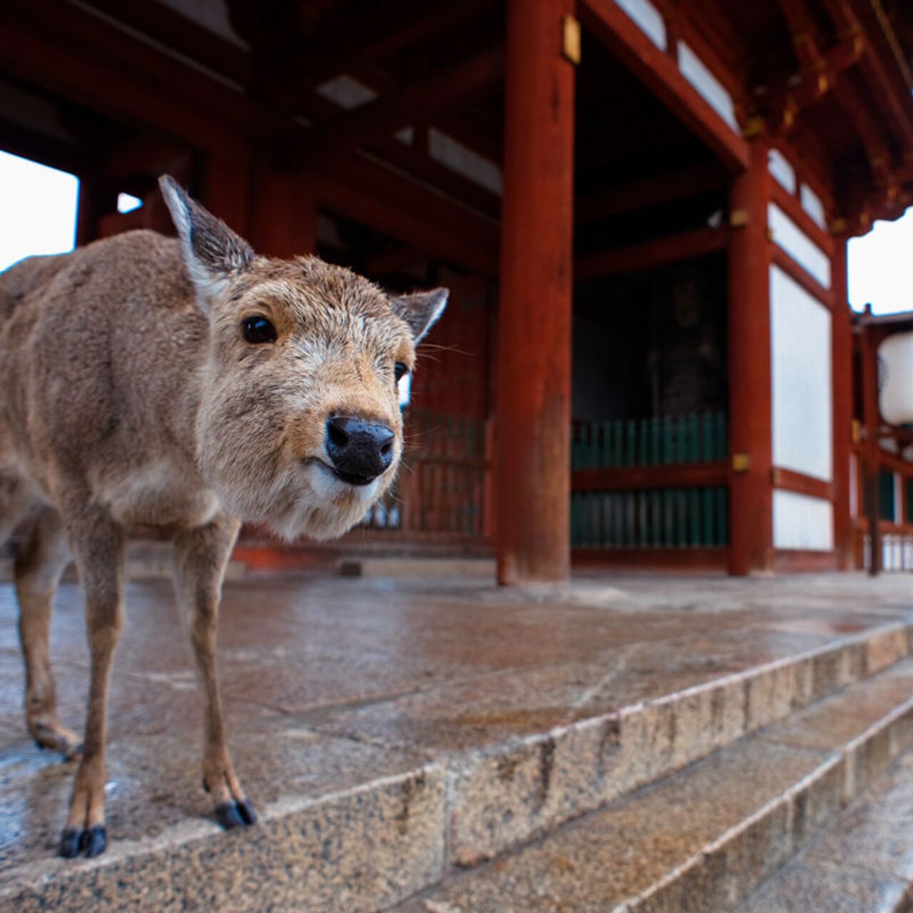 奈良公園 80頭の子ジカが新たに仲間入り - 2022年7月22日, Sputnik 日本