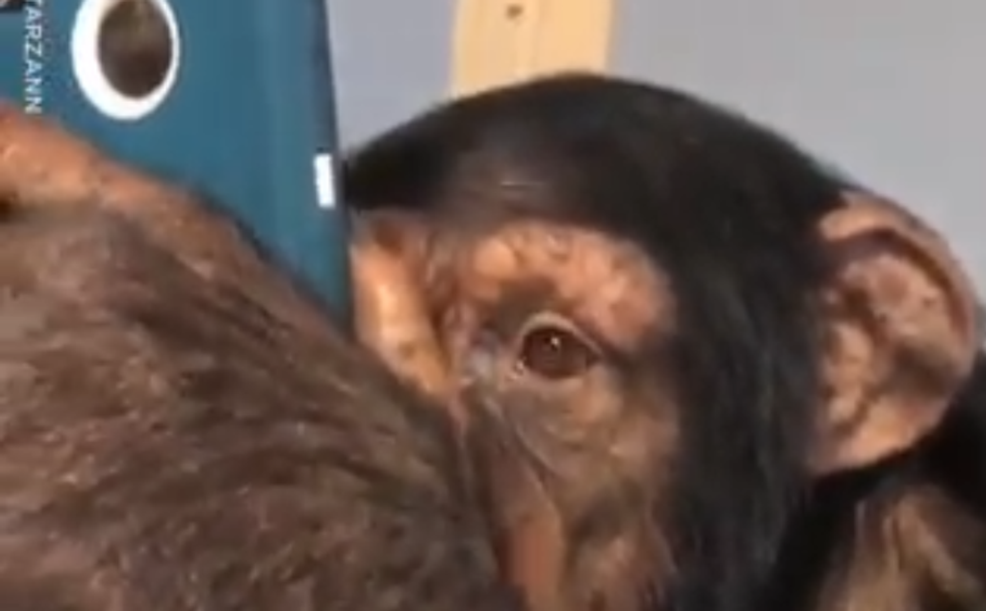 チンパンジーがインスタグラム：ある時チンパンジーがフォロワーになっても驚かないでね！ - Sputnik 日本, 1920, 08.05.2019