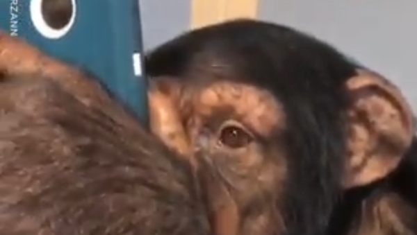 チンパンジーがインスタグラム：ある時チンパンジーがフォロワーになっても驚かないでね！ - Sputnik 日本