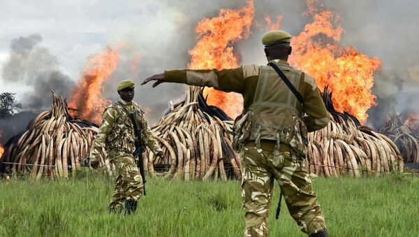 ケニアの闇市場で押収された後、焼却処分される１０５トンの象牙と１トンを超えるサイの角 - Sputnik 日本