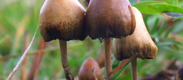 幻覚キノコ - Sputnik 日本