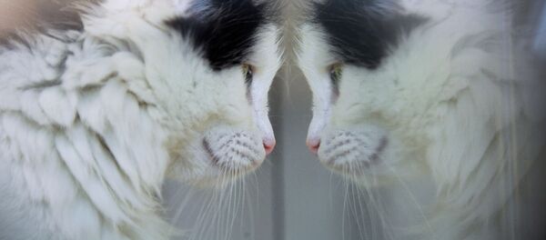 ネコ - Sputnik 日本