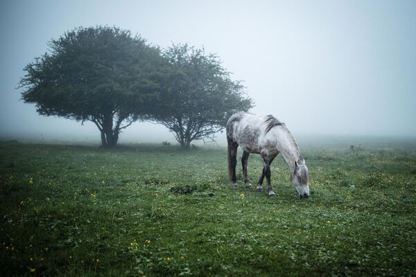 ロシアの草原で放牧されている馬 - Sputnik 日本