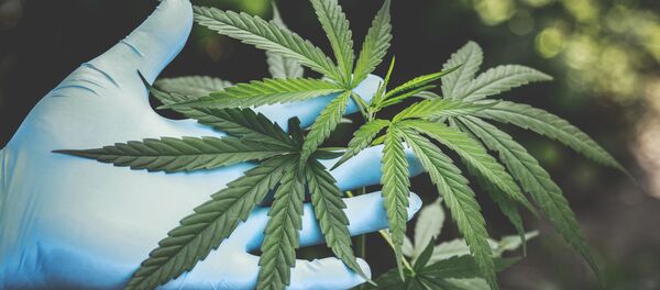 マリファナ - Sputnik 日本