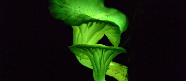 キノコ - Sputnik 日本