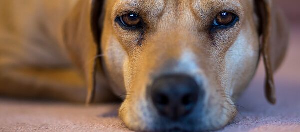 犬 犬 - Sputnik 日本