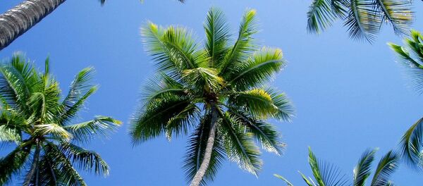 ヤシの木 - Sputnik 日本