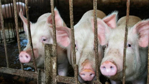 Farm Pigs