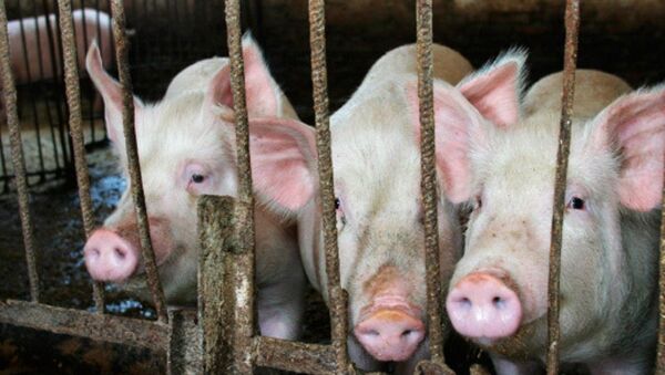 Farm Pigs - Sputnik 日本