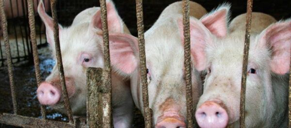 Farm Pigs Farm Pigs - Sputnik 日本