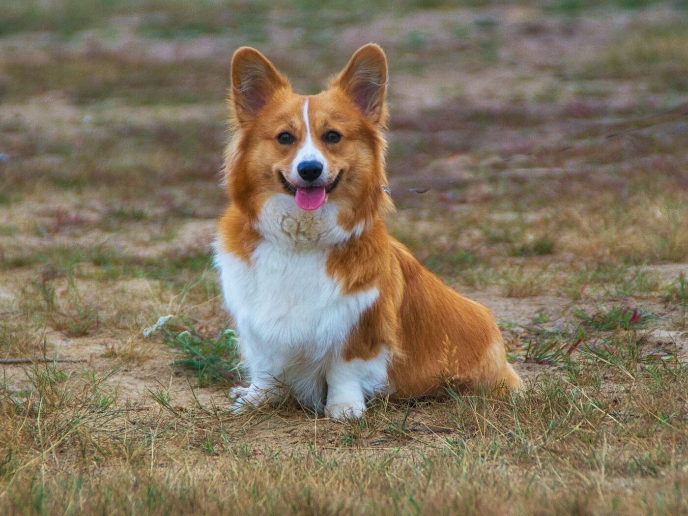 ハロッズ エリザベス女王 愛犬コーギー - メルカリ