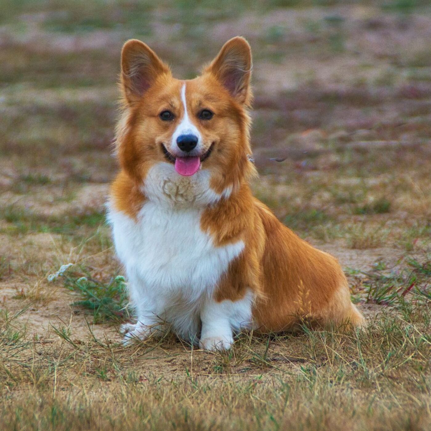 故エリザベス女王の愛犬の引き取り先が明らかに 女王のコーギー