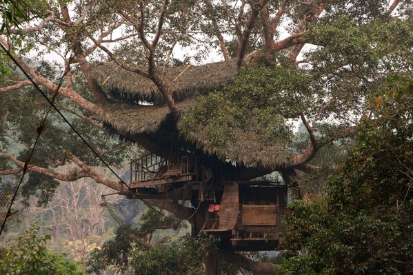 テナガザルの住む森にある木の上の家、ラオス人民民主共和国 - Sputnik 日本