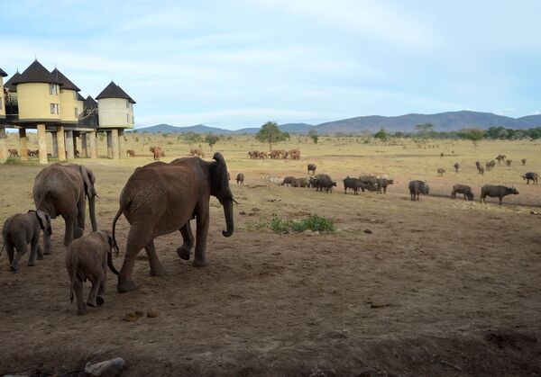 ザロヴァソルトリック・ロッジの脇の水飲み場に行くゾウ　ケニア、ツァボイースト国立公園 - Sputnik 日本