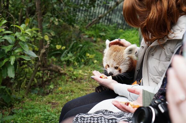 ウェリントン動物園でレッサーパンダに餌をやる女性　 ニュージーランド - Sputnik 日本