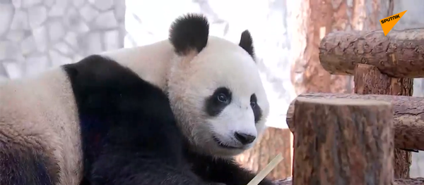 たくさんの竹が必要だ！中国がロシアにジャイアントパンダ２頭を貸与 - Sputnik 日本